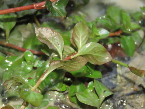 Image of Ludwigia ovalis Miq.