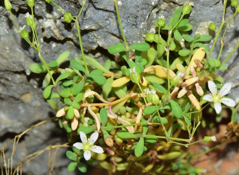 Image of Moehringia intricata subsp. intricata