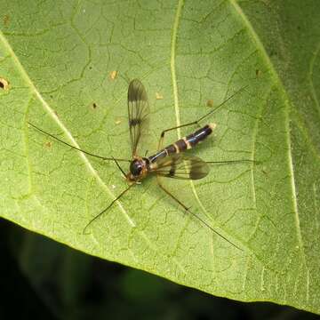 صورة Leptomorphus neivai Edwards 1940