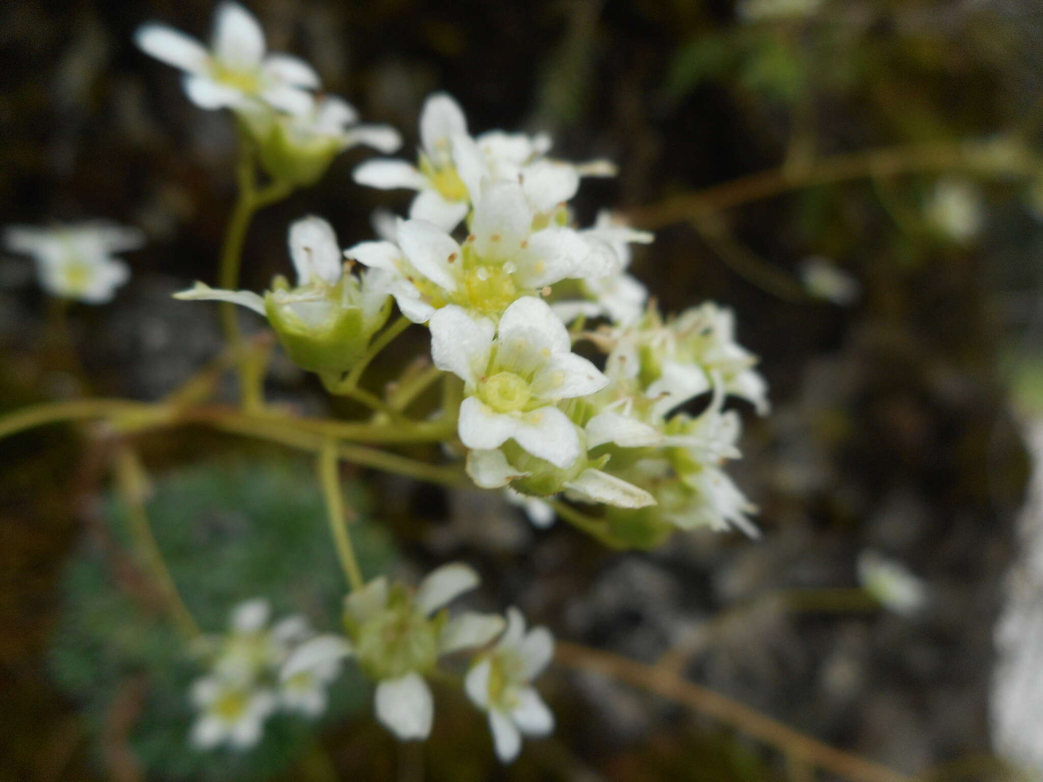 Sivun Saxifraga crustata Vest kuva