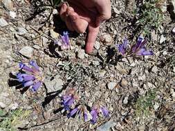 Image of Snow Mountain beardtongue