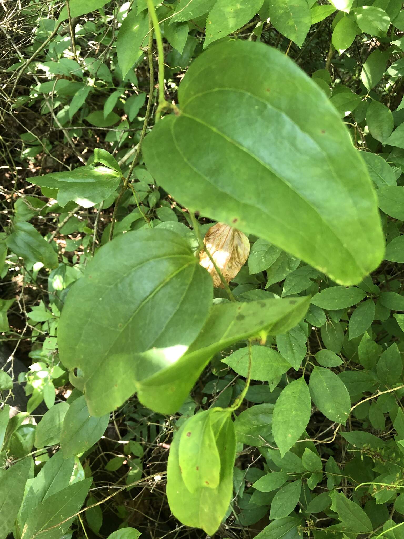 Image of Coral Greenbrier