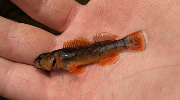 Image of Orangefin Darter