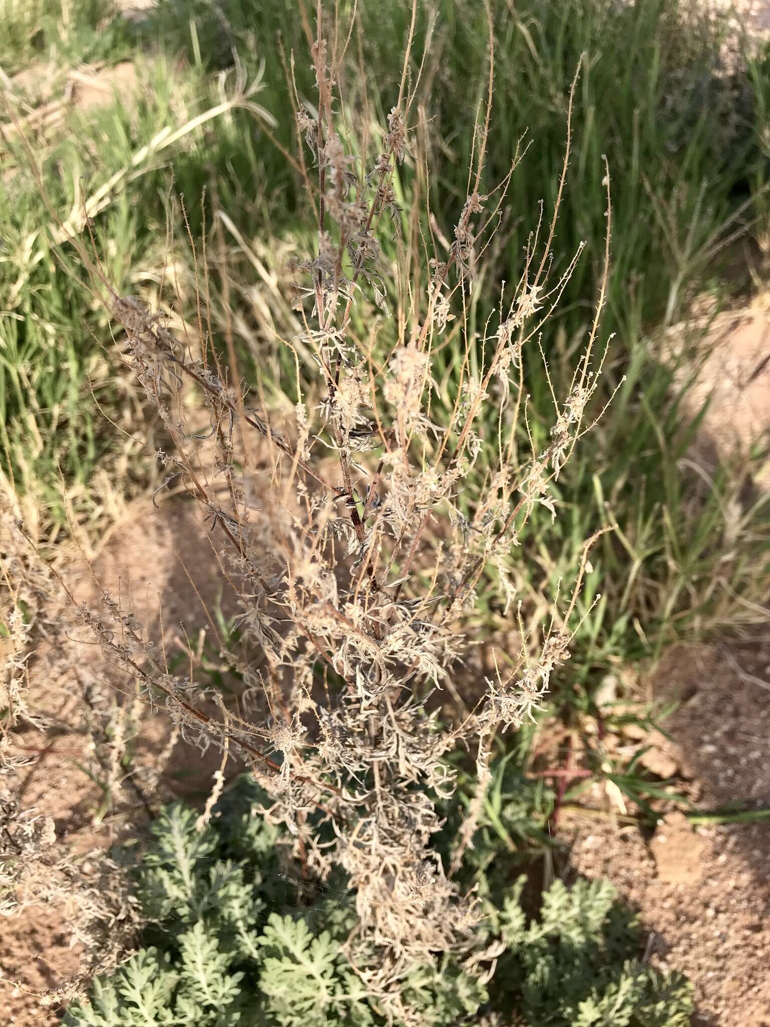 Image of weakleaf bur ragweed