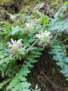 Image of Dudley's lousewort