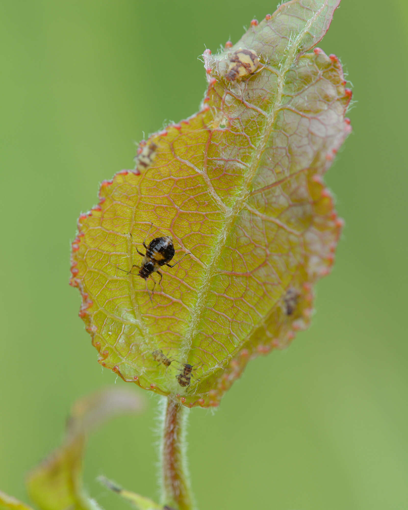 Image of Chaitophorus populeti