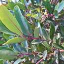 Image of Syzygium thorelii (Gagnep.) Merr. & Perry