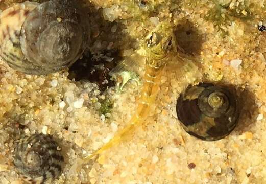 Image of Eastern Jumping Blenny