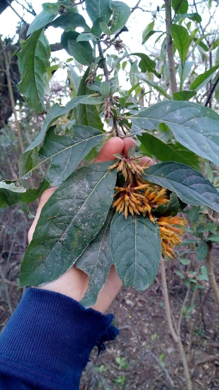 صورة Cestrum lorentzianum Griseb.