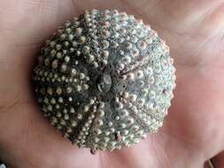 Image of Atlantic purple sea urchin