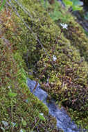 Image of bulbous woodland-star