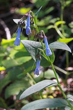 Image of oblongleaf bluebells