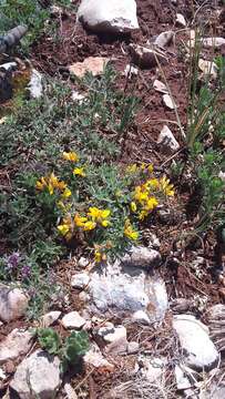 صورة Genista albida Willd.