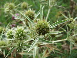 Eryngium campestre L. resmi