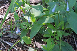 Image of oblongleaf bluebells