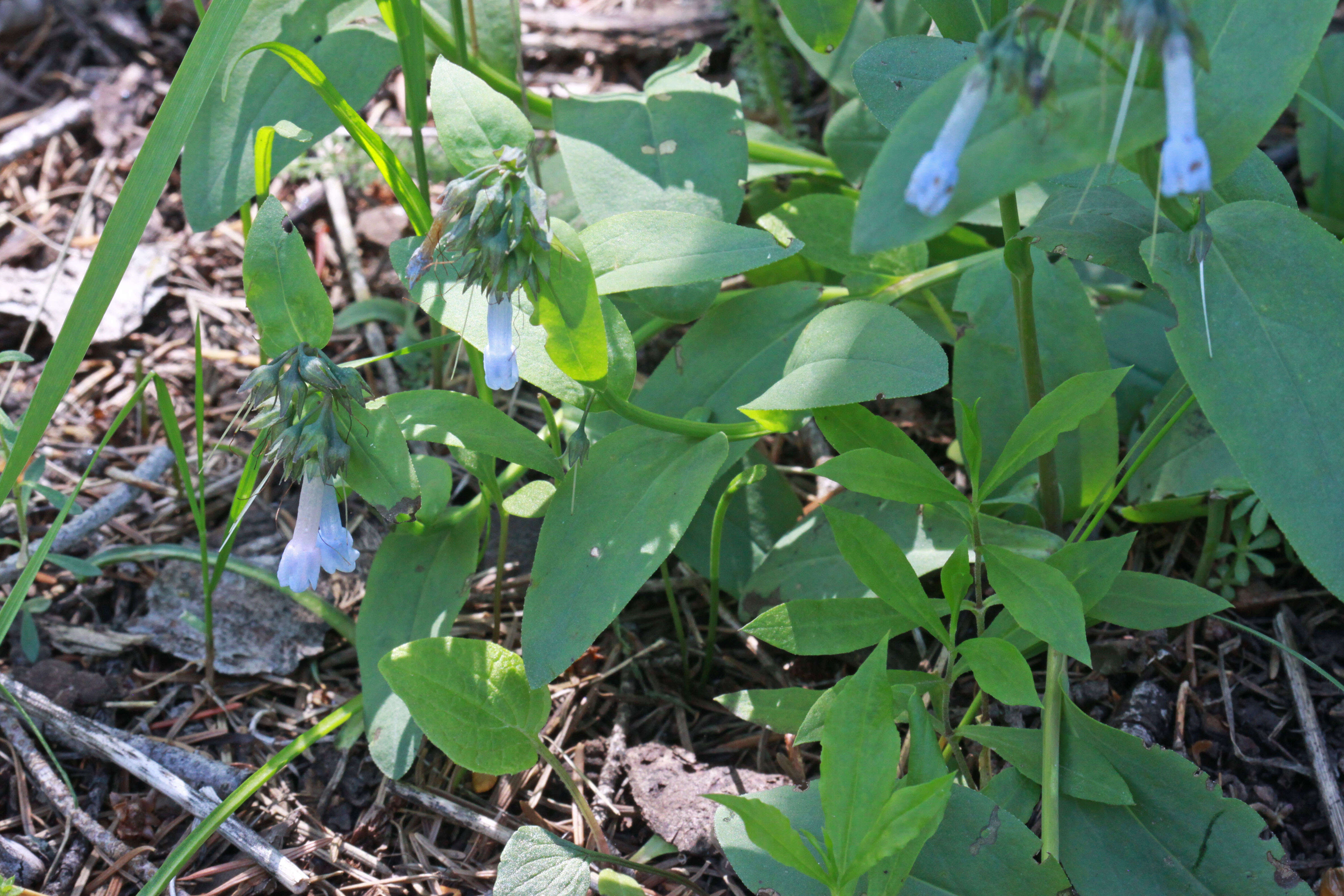 Image of oblongleaf bluebells