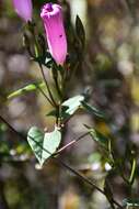 Ipomoea orizabensis var. austromexicana J. A. Mc Donald resmi