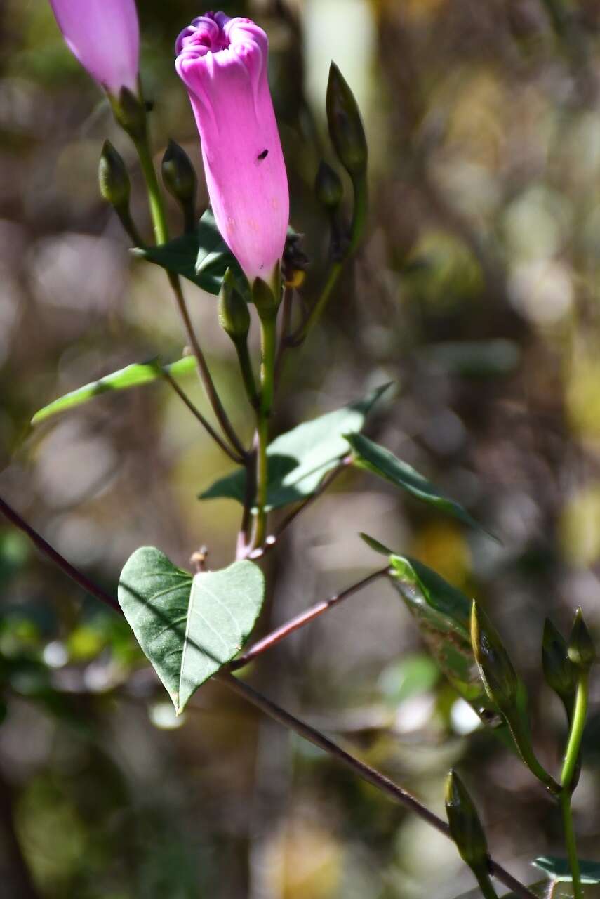 Image of Ipomoea orizabensis var. austromexicana J. A. Mc Donald