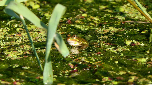 Image of Epirus Pool Frog