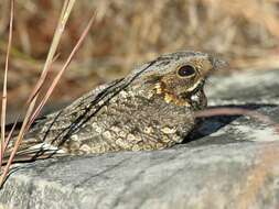 Image of Madagascan Nightjar