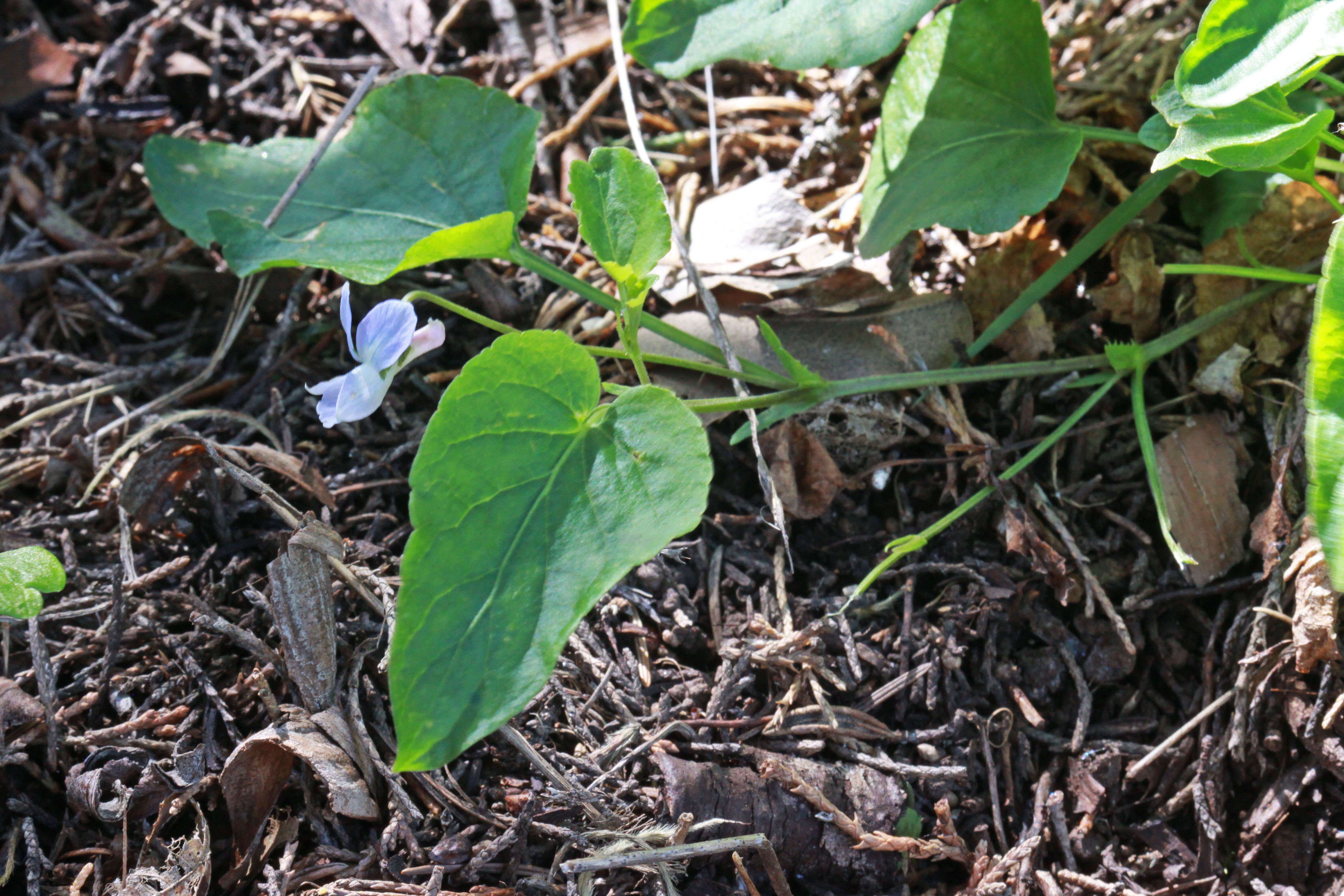 Image of Early Blue (Hook) Violet