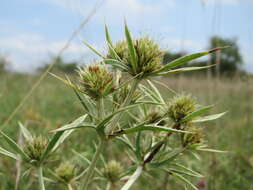 Image de chardon roulant