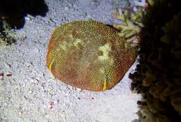 Image of Cushion star