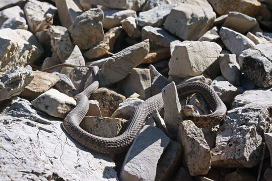 Image of Terrestrial (Wandering) Garter Snake