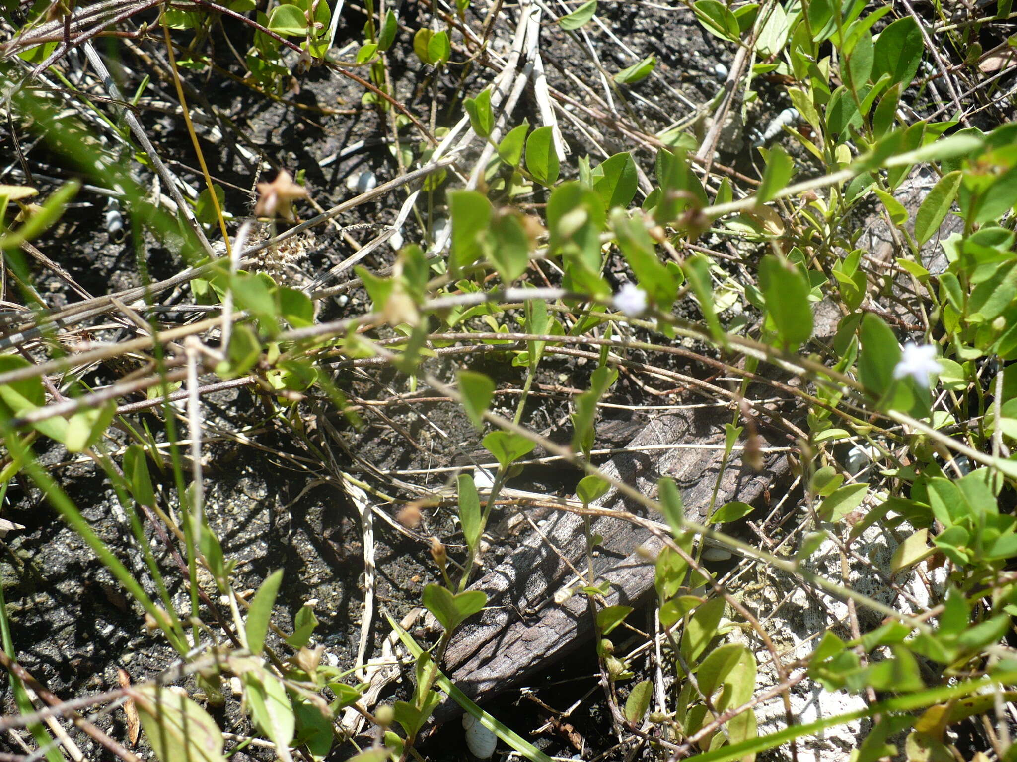 Image of Dwarf Bindweed