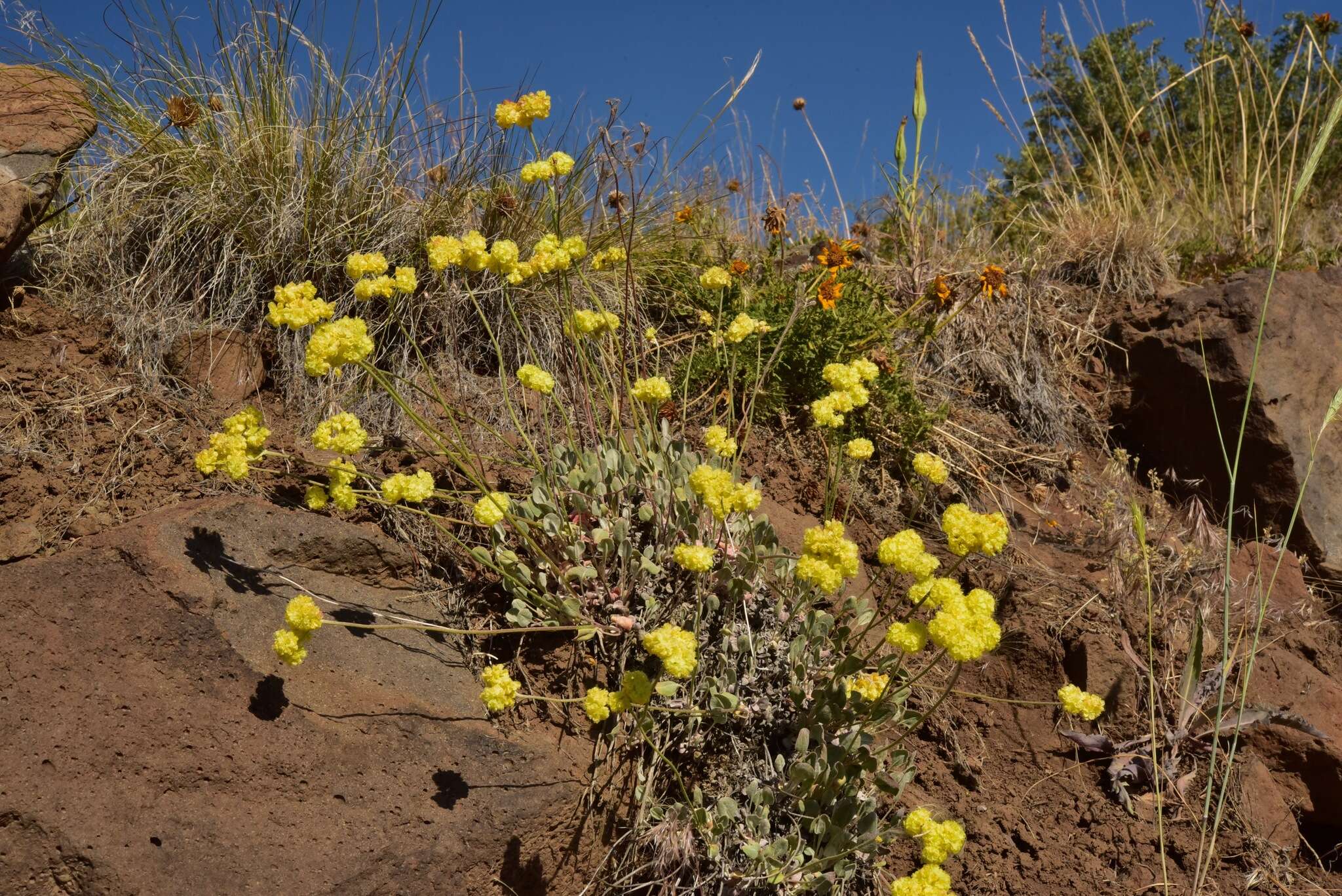 Image of Eriogonum strictum var. anserinum (Greene) S. Stokes