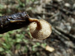 Image de Lentinus brumalis (Pers.) Zmitr. 2010