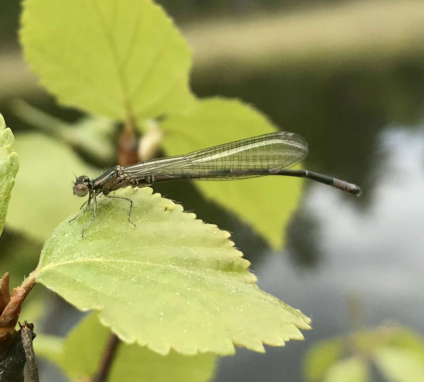 Plancia ëd Coenagrion johanssoni (Wallengren 1894)