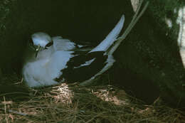 Image of White-tailed Tropicbird