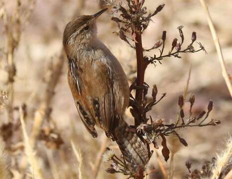 Image of Western Marsh Wren