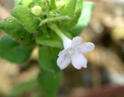 صورة Ruellia costaricensis (Oerst.) E. A. Tripp & Mc Dade