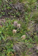 Image of Ajuga orientalis L.