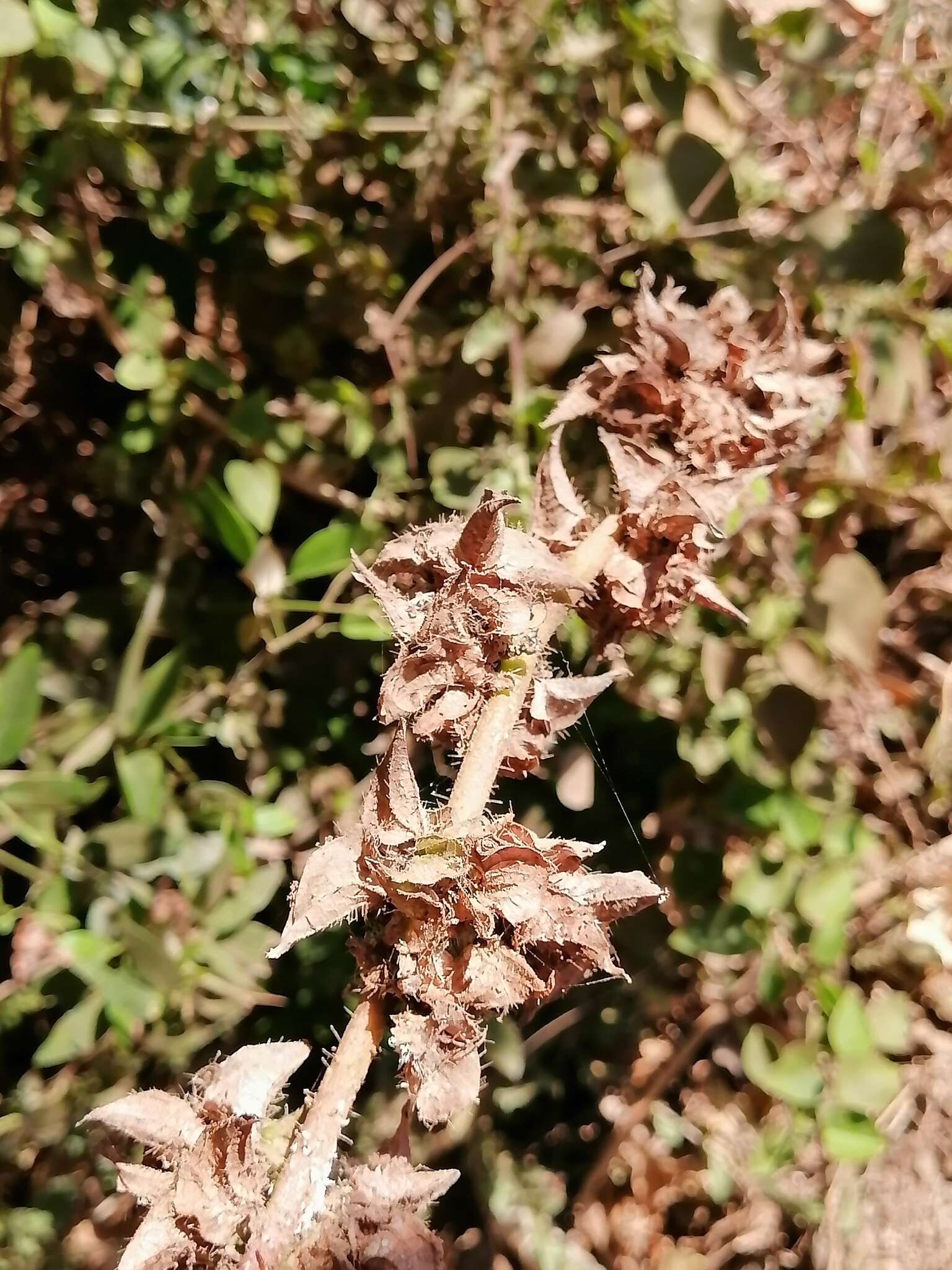 Image of wild okra