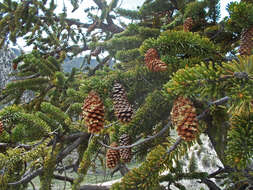 Image of Great Basin bristlecone pine