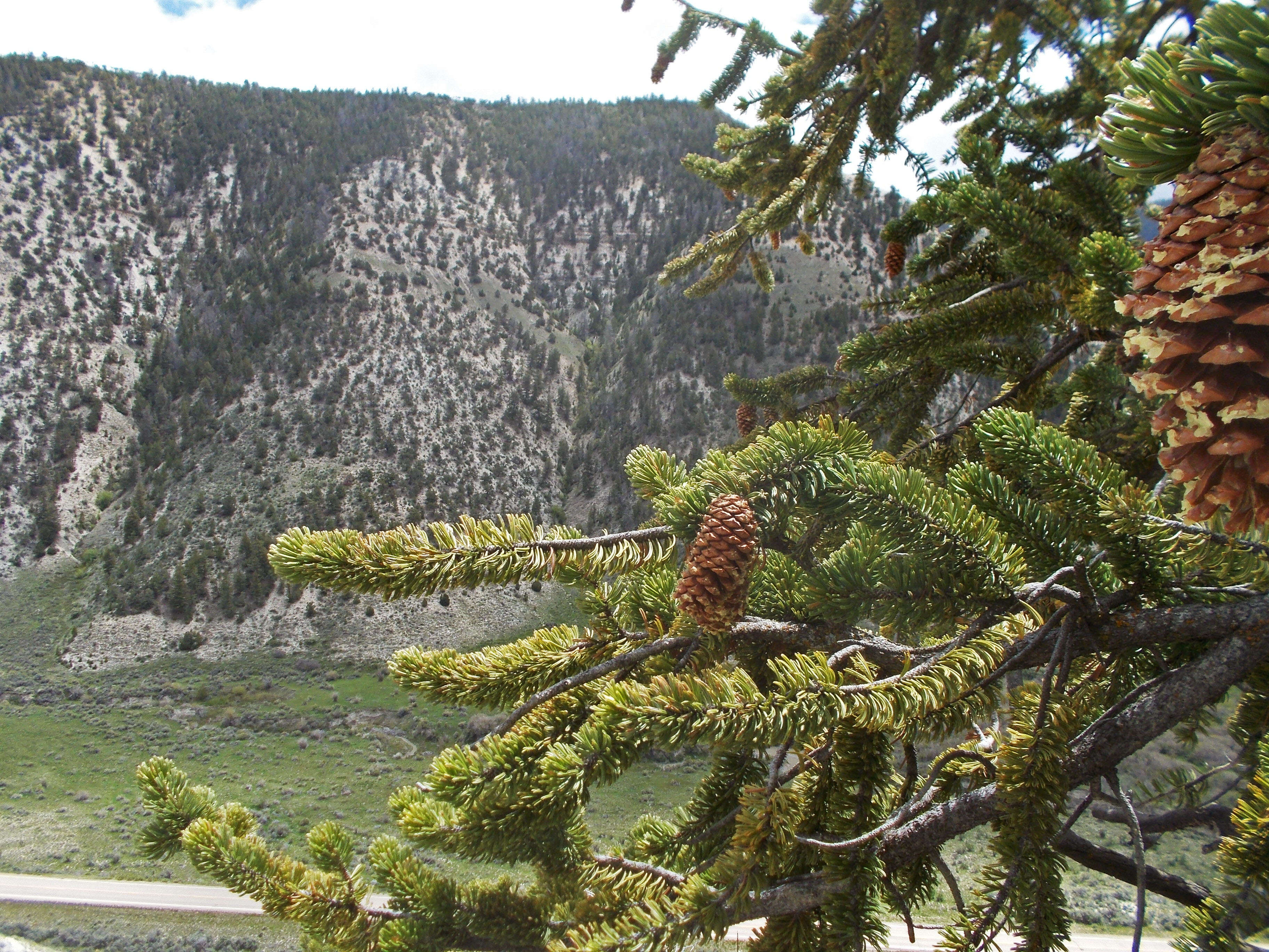 Image of Great Basin bristlecone pine