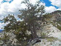 Image of Great Basin bristlecone pine