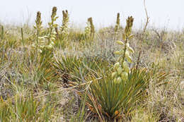 Image of Spanish bayonet