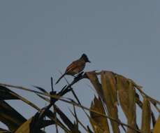 Image of Sri Lankan Red-vented Bulbul