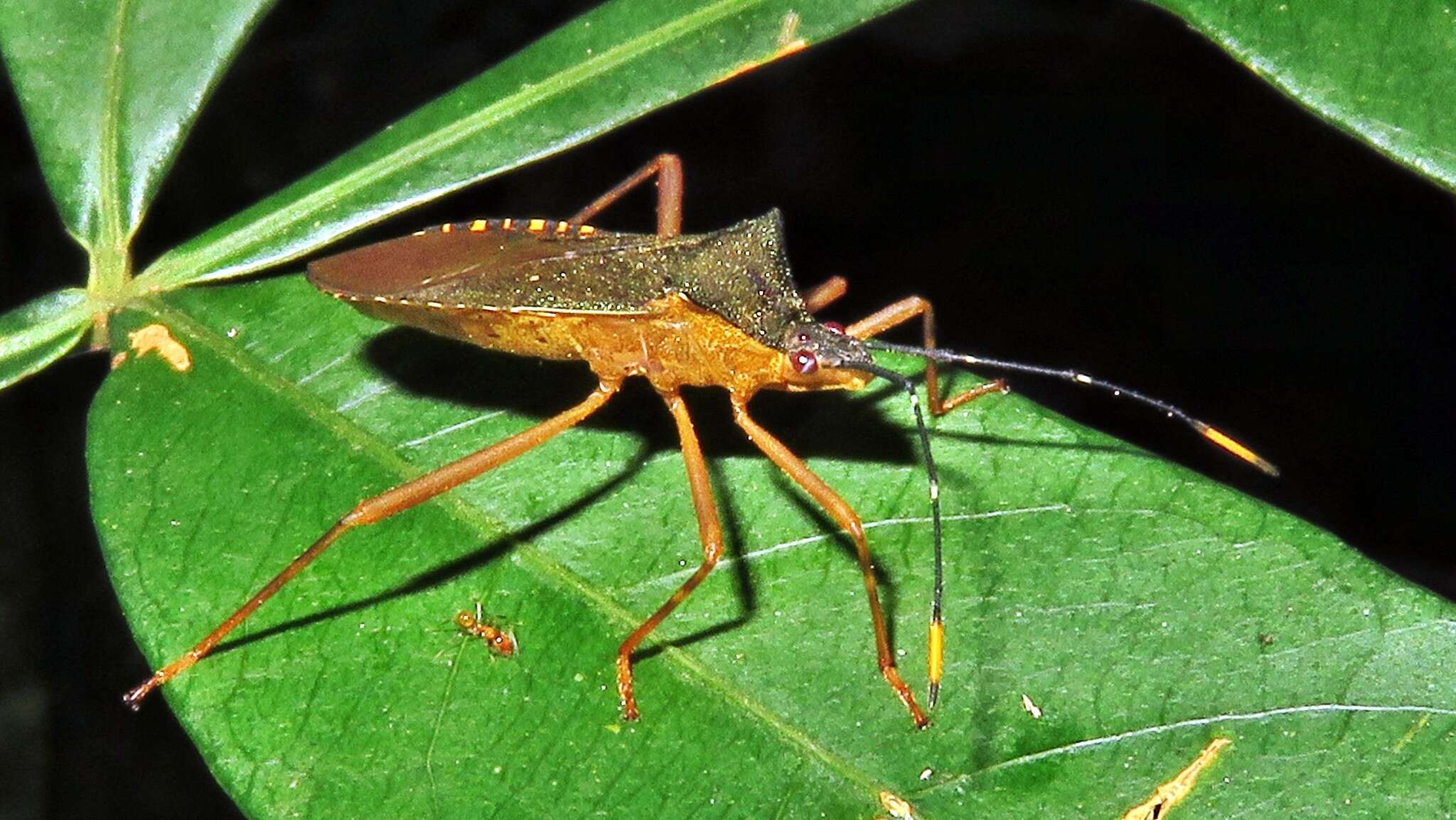 Image of Leptoscelis elongator (Fabricius 1803)