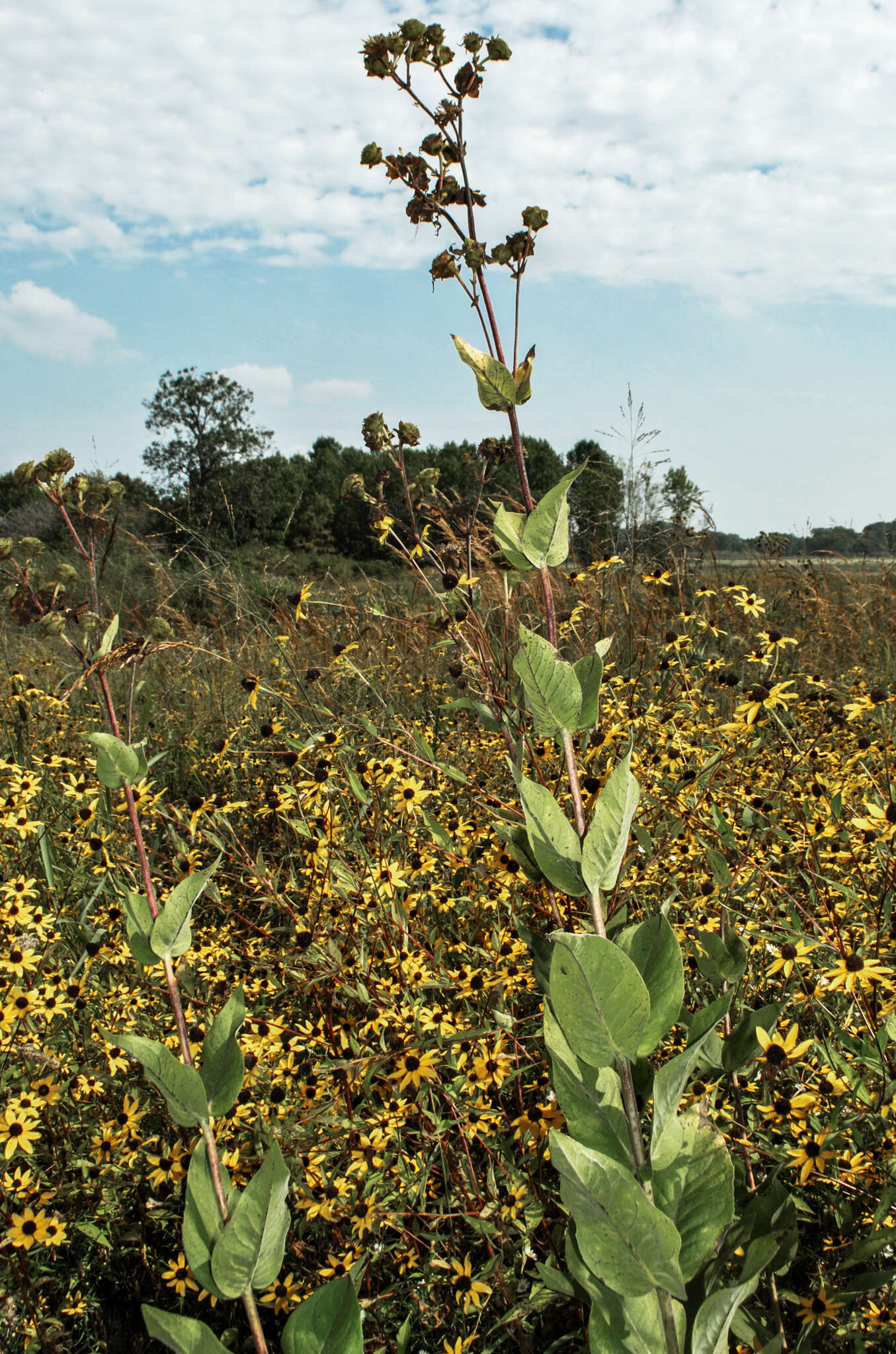 Image de Silphium integrifolium Michx.