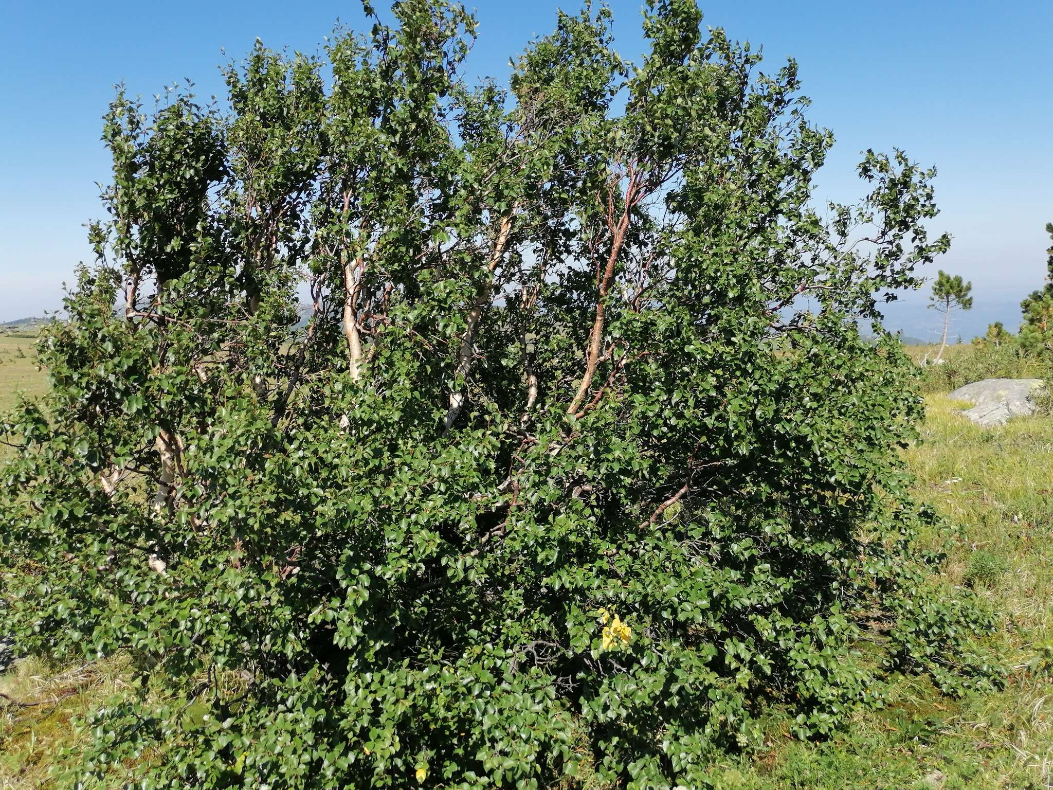 Image de Betula pubescens var. pumila (L.) Govaerts