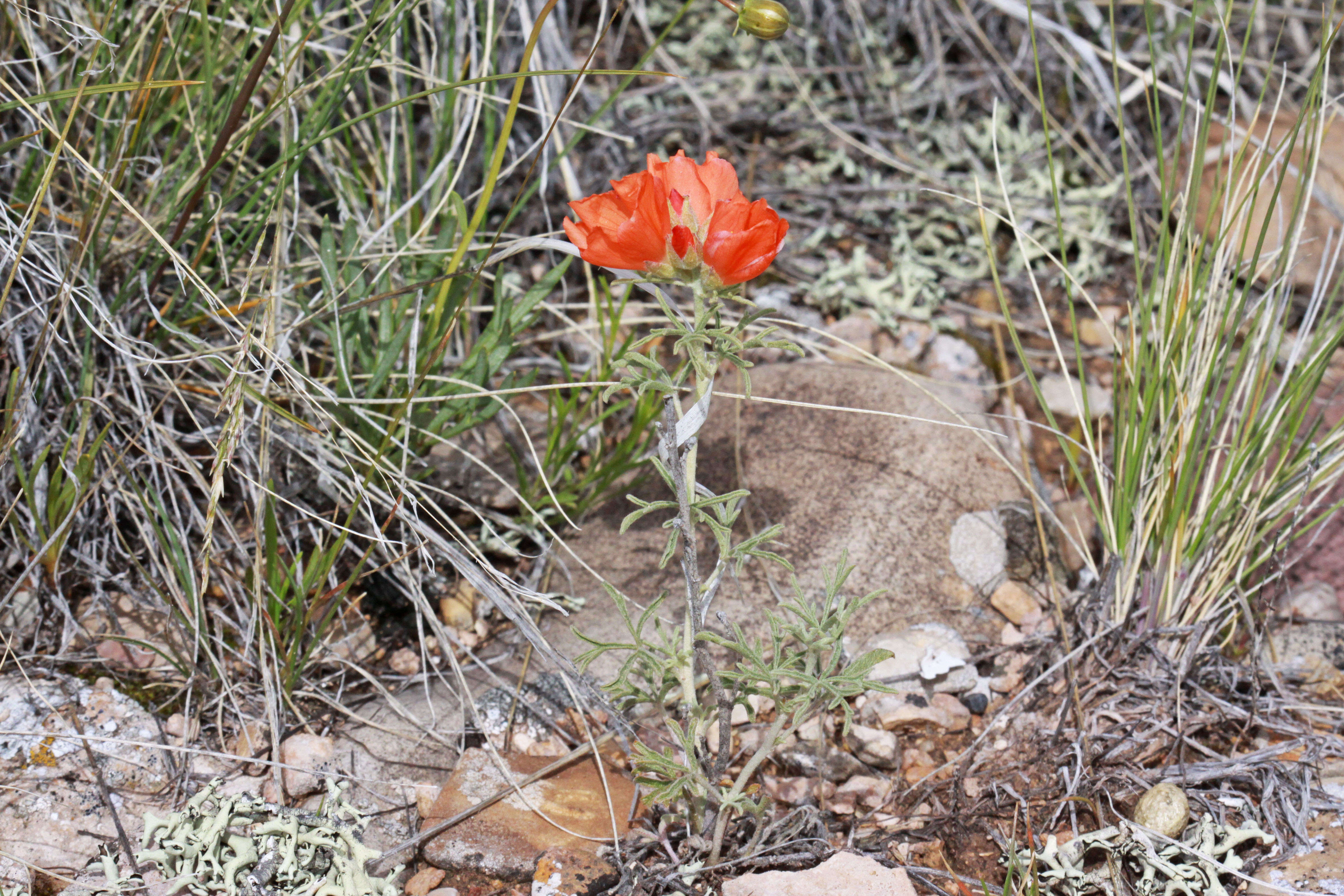 Image of scarlet globemallow