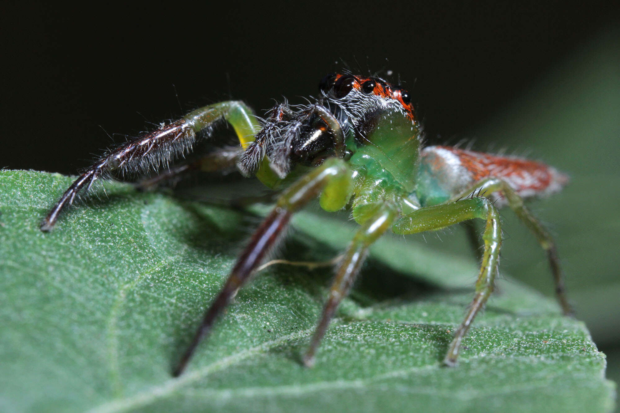 Artabrus erythrocephalus (C. L. Koch 1846) resmi