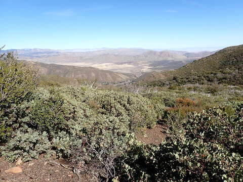 Image of Adams' manzanita