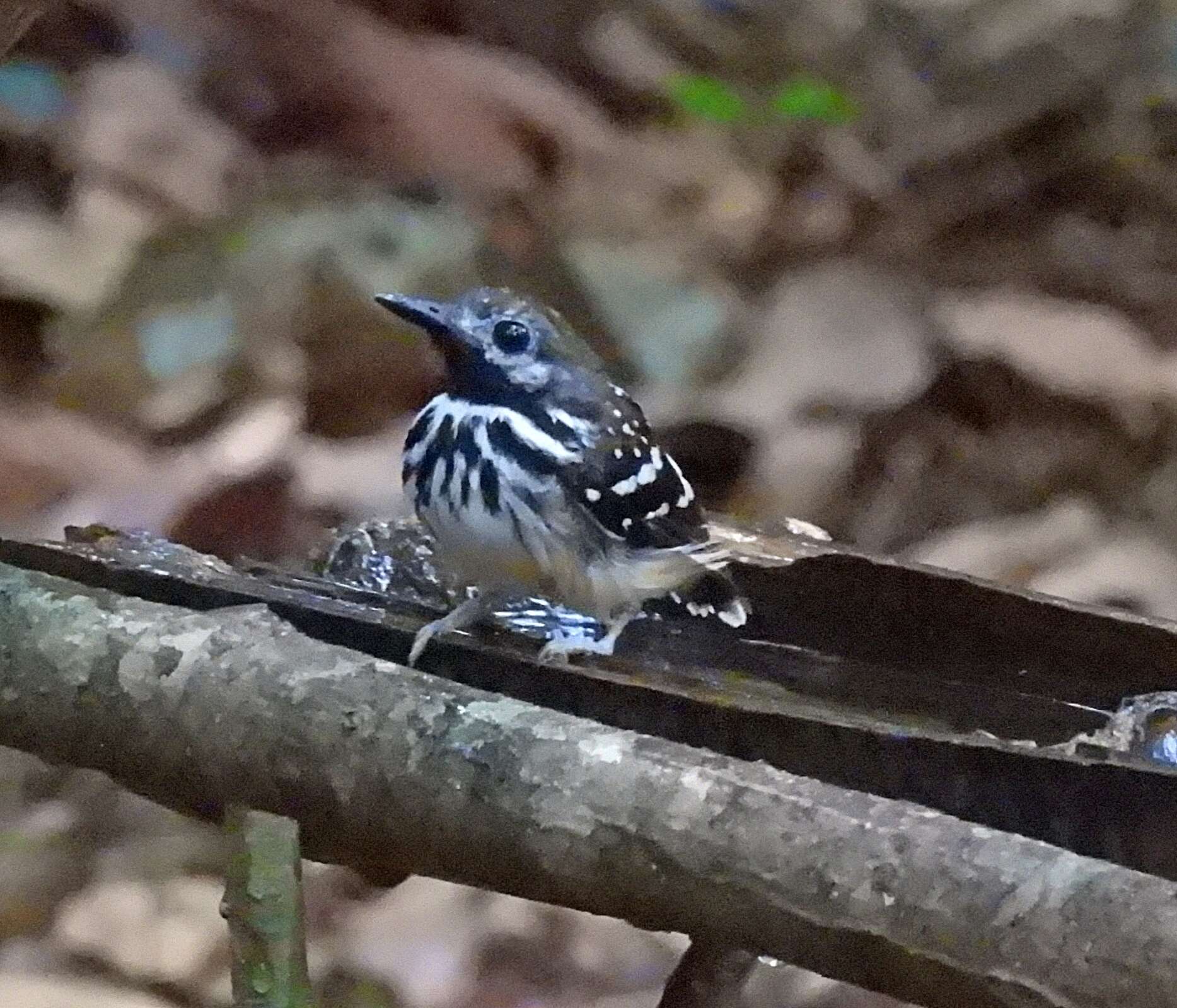 Image of Dot-backed Antbird