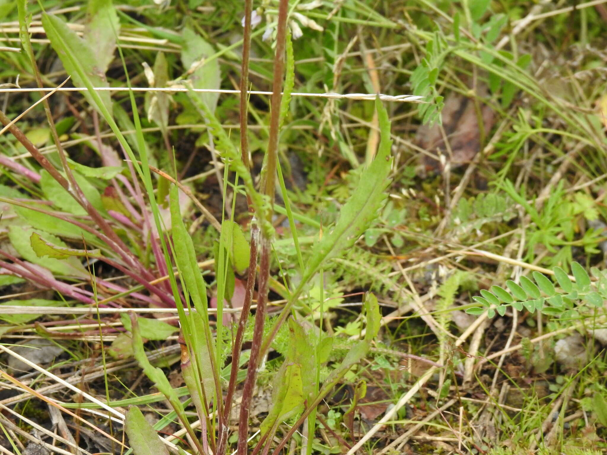 Image of Rayless Mountain Groundsel